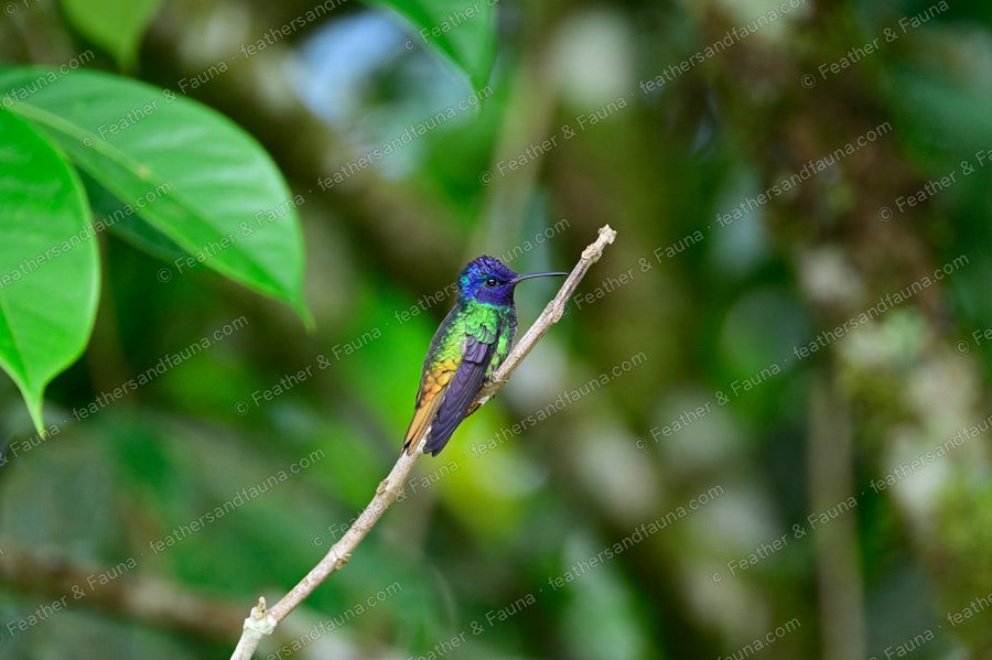 Male Golden-tailed Sapphire hummingbird with a violet head and coppery tail on a twig.
