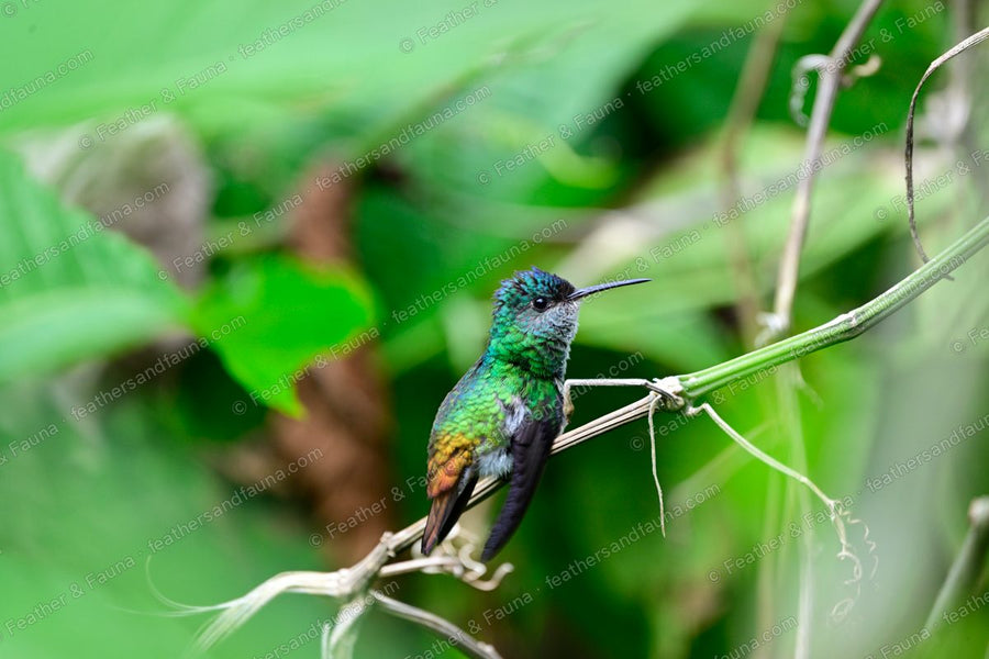 Male Golden-tailed Sapphire hummingbird on a vine, green body and coppery tail.