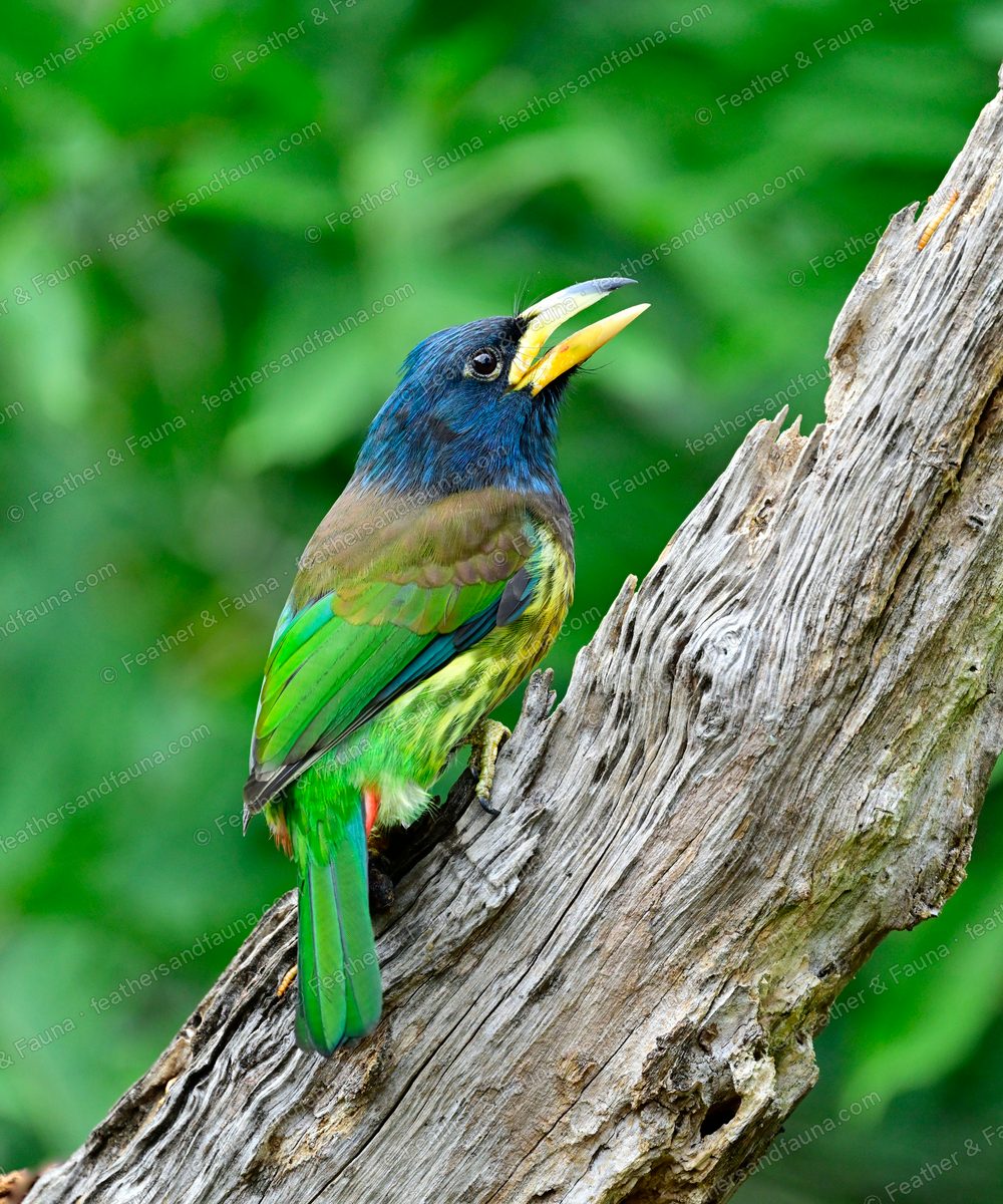 Great Barbet calling on a weathered stump, blue head and large pale bill.