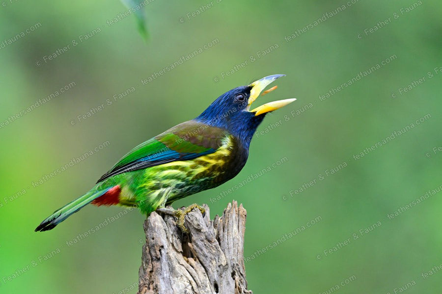 Great Barbet calling on a weathered stump, blue head and large pale bill.
