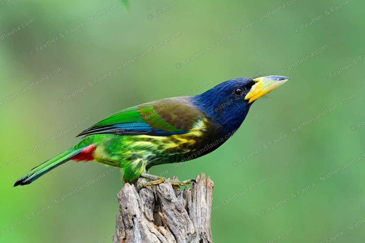 Great Barbet on a stump in profile, blue head and heavy yellow bill.