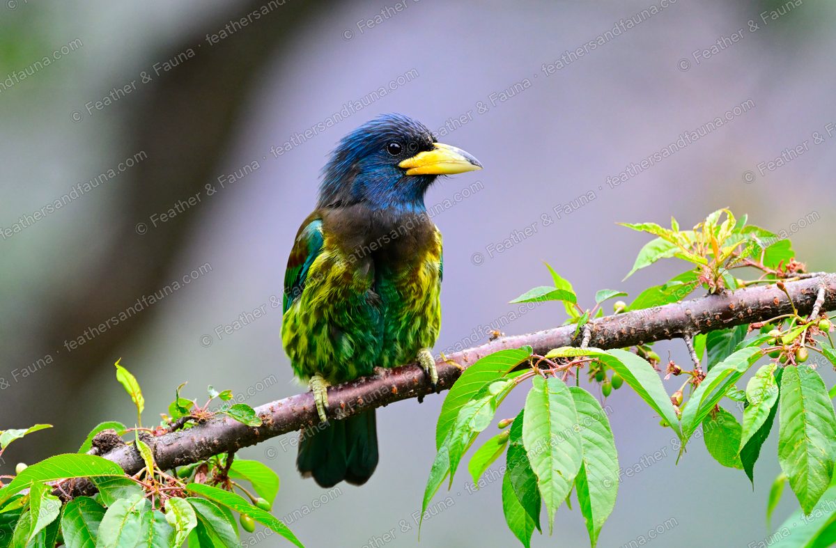 Great Barbet with a blue head and heavy yellow bill on a branch among green leaves.