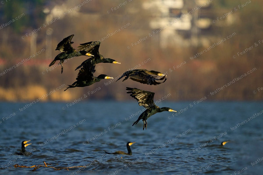 Flock of Great Cormorants taking flight from a lake, white thigh patches showing.