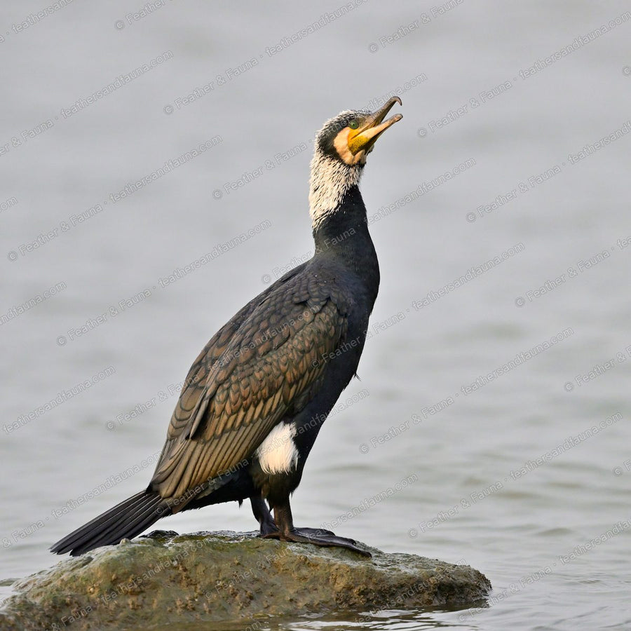 Great Cormorant on a rock with bill open, white cheek and thigh patch showing.