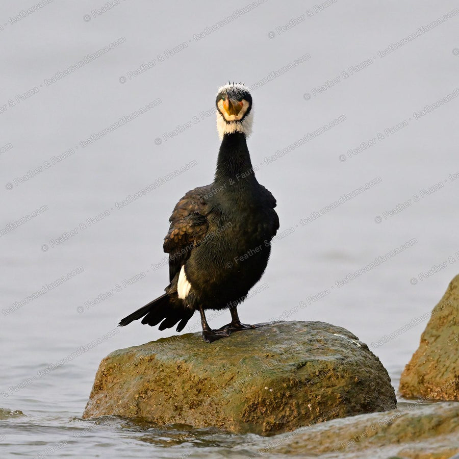 Great Cormorant on a rock facing forward, bill open, white throat and thigh patch.