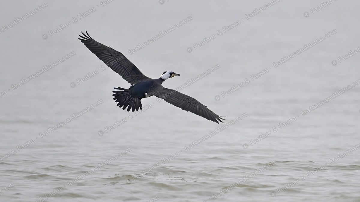 Great Cormorant flying low over grey water with a fish in its bill.