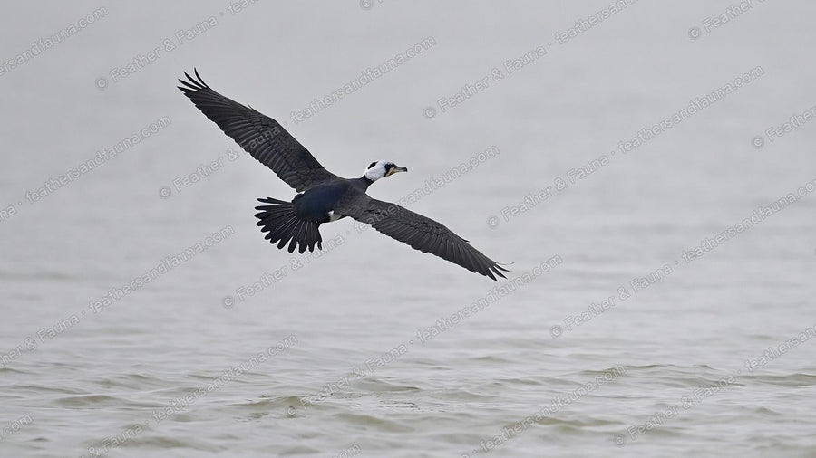 Great Cormorant flying low over grey water with a fish in its bill.
