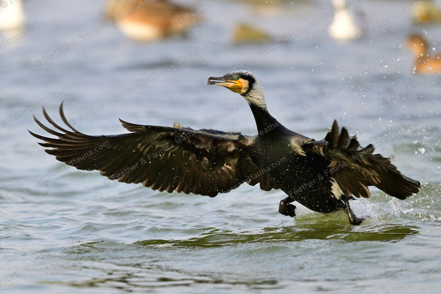 Great Cormorant landing on water with wings spread and spray flying.