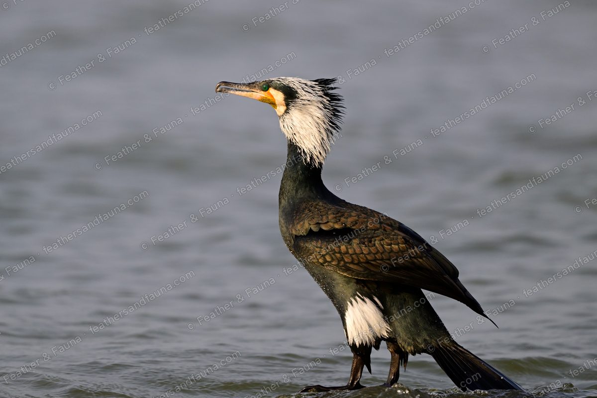 Great Cormorant in shallow water with its bill open, shaggy white neck plumes.