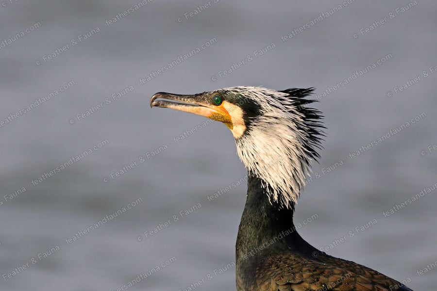 Head portrait of a breeding Great Cormorant with bill open and shaggy white neck.