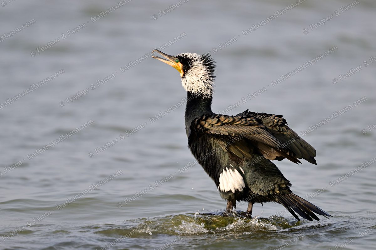 Great Cormorant on a submerged rock with bill open and wings half raised.