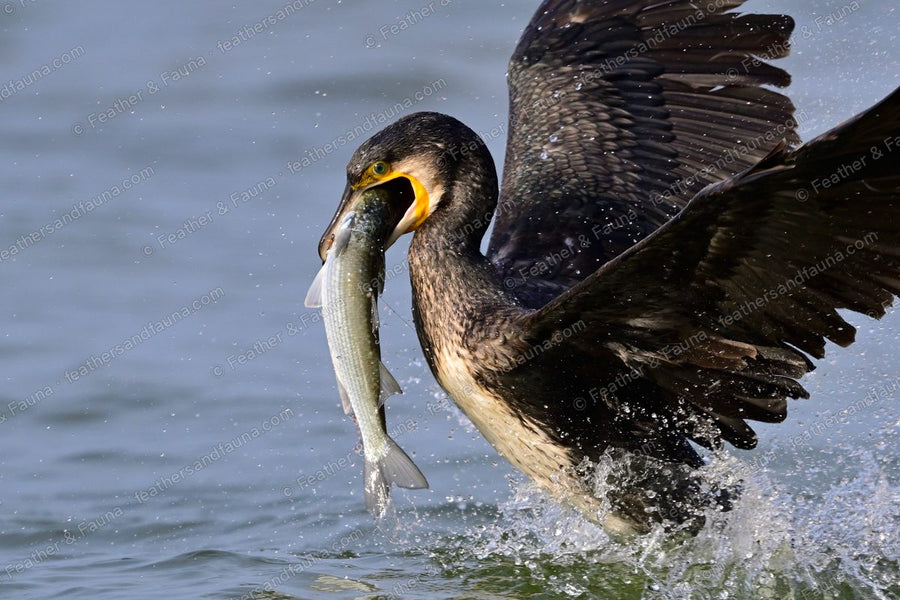 Great Cormorant rising from the water with a large fish crosswise in its bill.