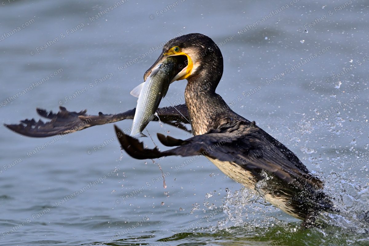 Great Cormorant rising from the water with a fish, wings spread, spray flying.