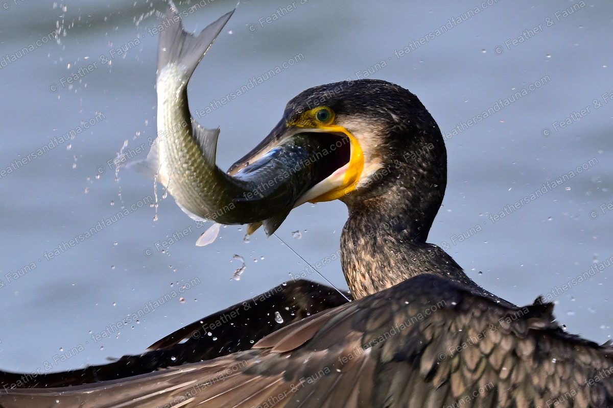 Great Cormorant flipping a fish into the air with its bill wide open.
