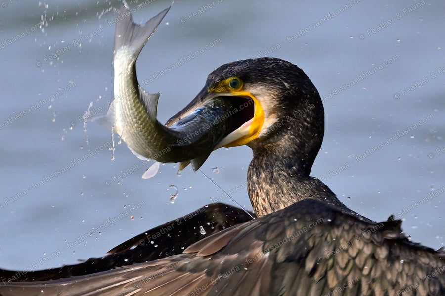 Great Cormorant tossing a fish out of the water with its bill wide open.