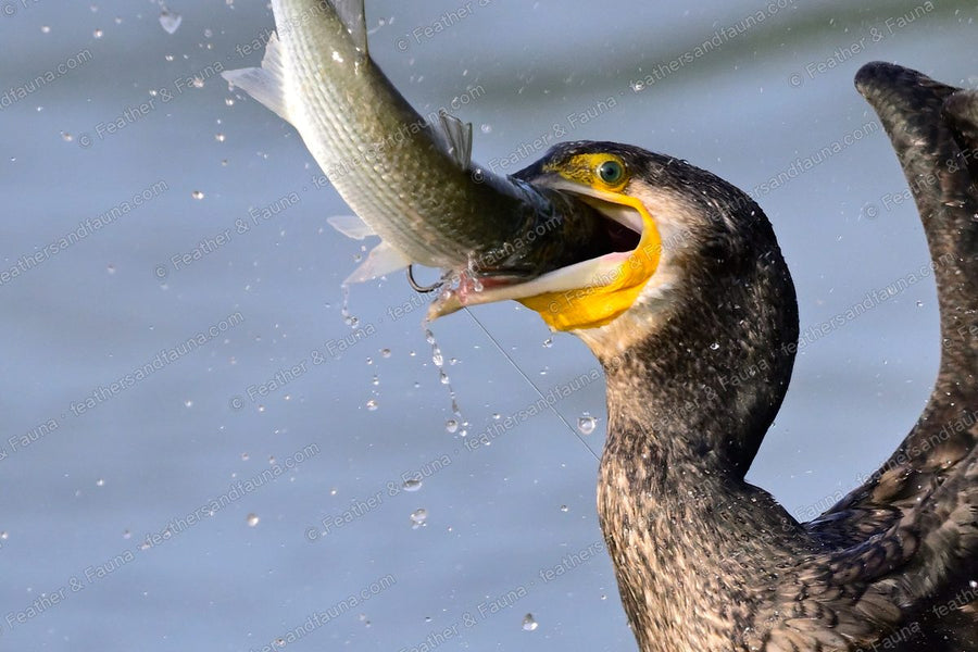 Close view of a Great Cormorant tossing a fish upward with its bill wide open.