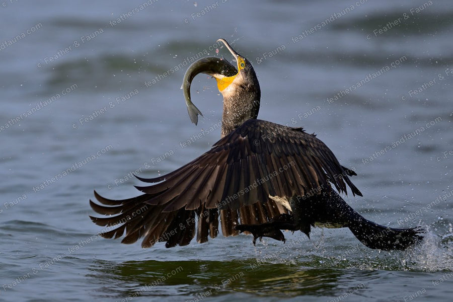 Great Cormorant landing on water with a fish and wings spread wide.