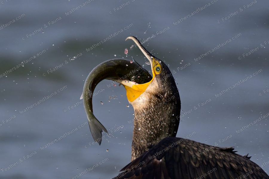 Great Cormorant with a fish bent double in its bill, water streaming off.