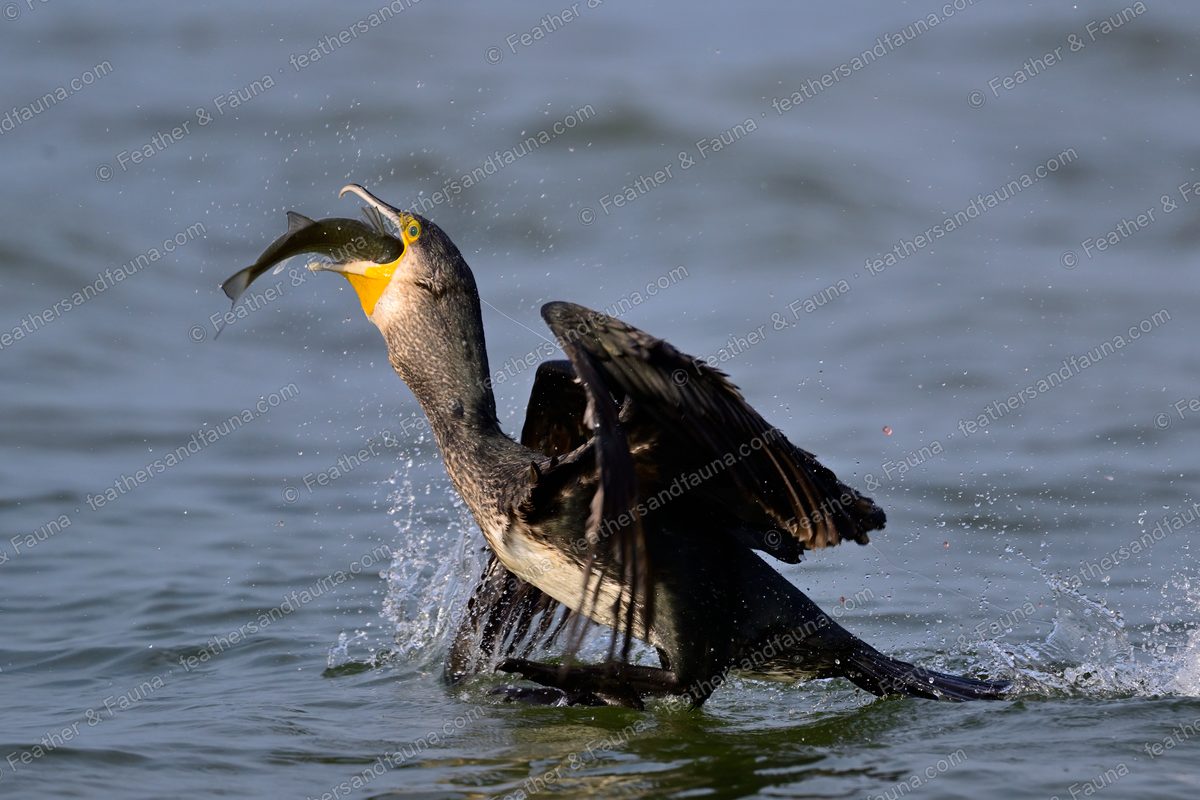 Great Cormorant thrashing on the water with a fish, wings beating up spray.