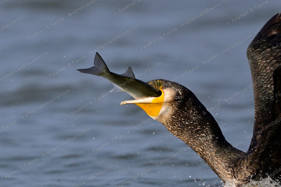 Great Cormorant tilting its head back to swallow a fish, throat stretched.