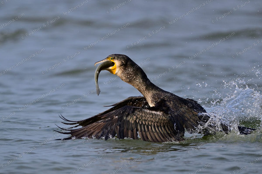 Great Cormorant on the water with a fish, wings spread, water sheeting off.