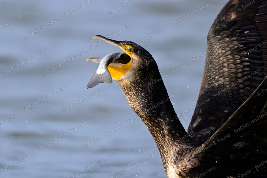 Great Cormorant with a small fish held crosswise in its raised bill.