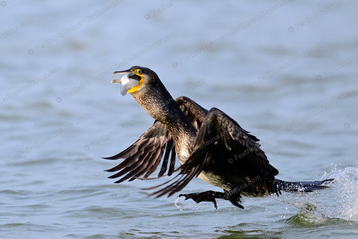 Great Cormorant surfacing with wings spread wide and feet trailing through spray.