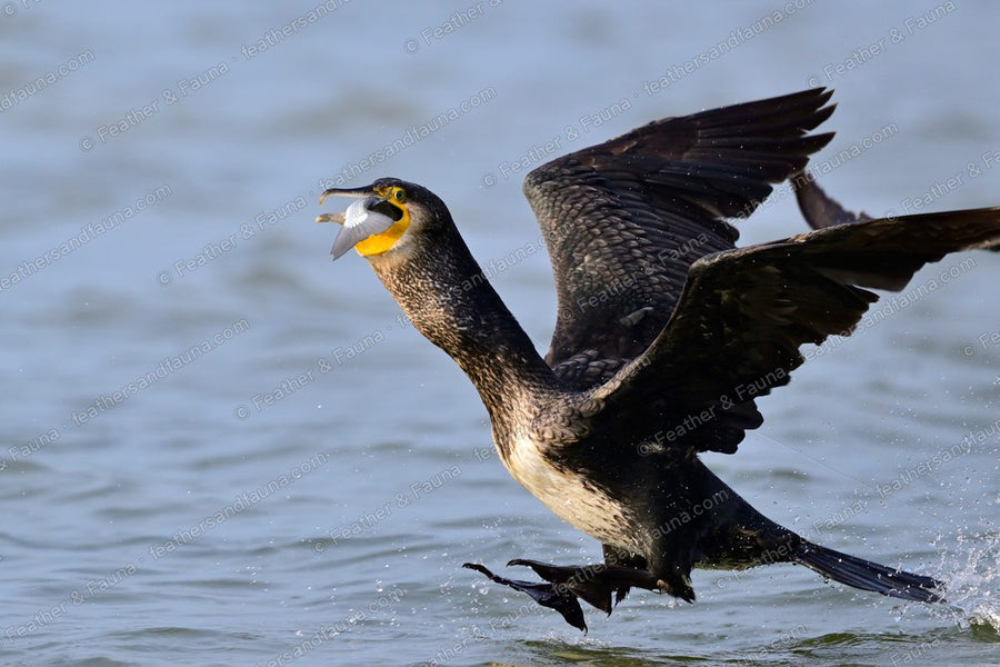 Great Cormorant rising from the water with a fish, wings spread, feet running.