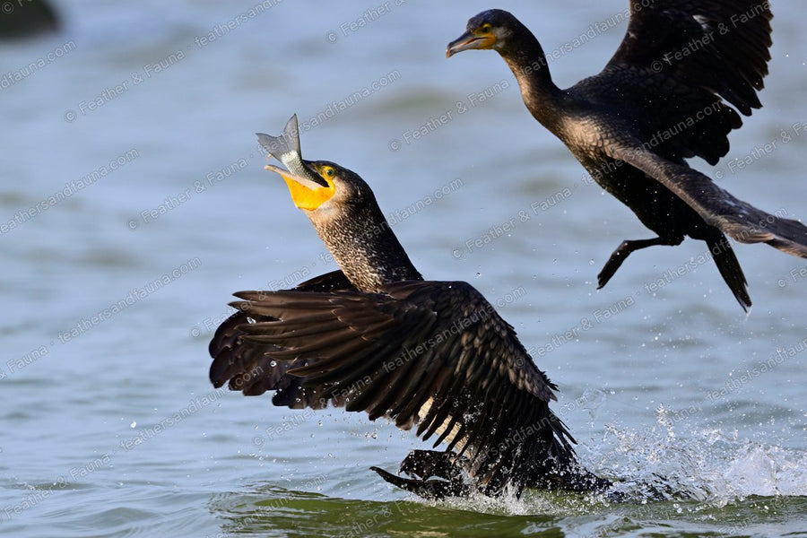 Two Great Cormorants on the water, one flipping a fish, the other flying in.