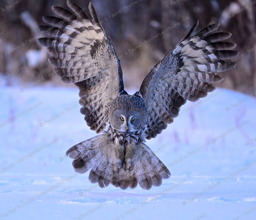 Great Grey Owl landing on snow with wings spread wide, facing forward.