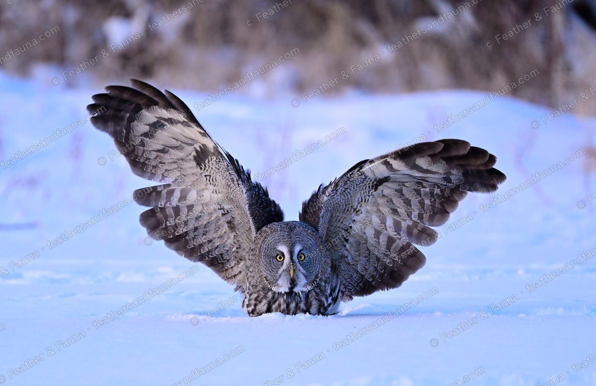Great Grey Owl landing head-on on snow with wings raised.