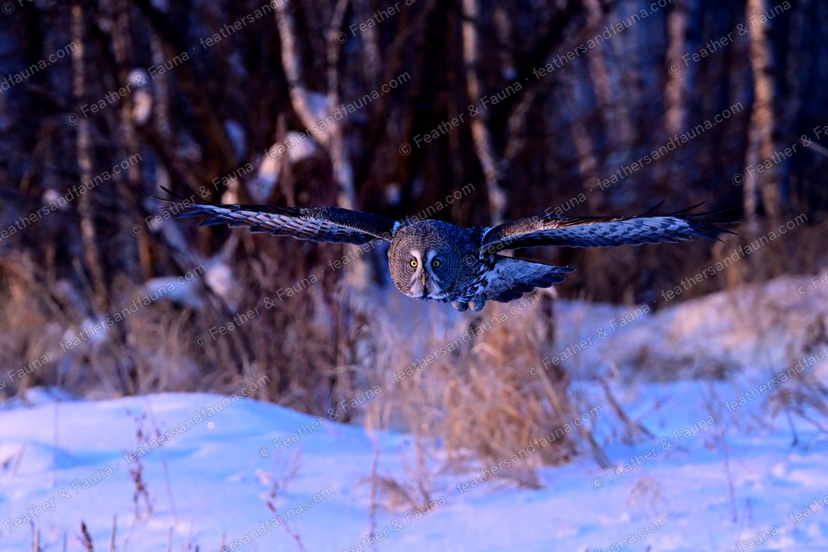 Great Grey Owl flying head-on low over snow against a birch forest at dusk.