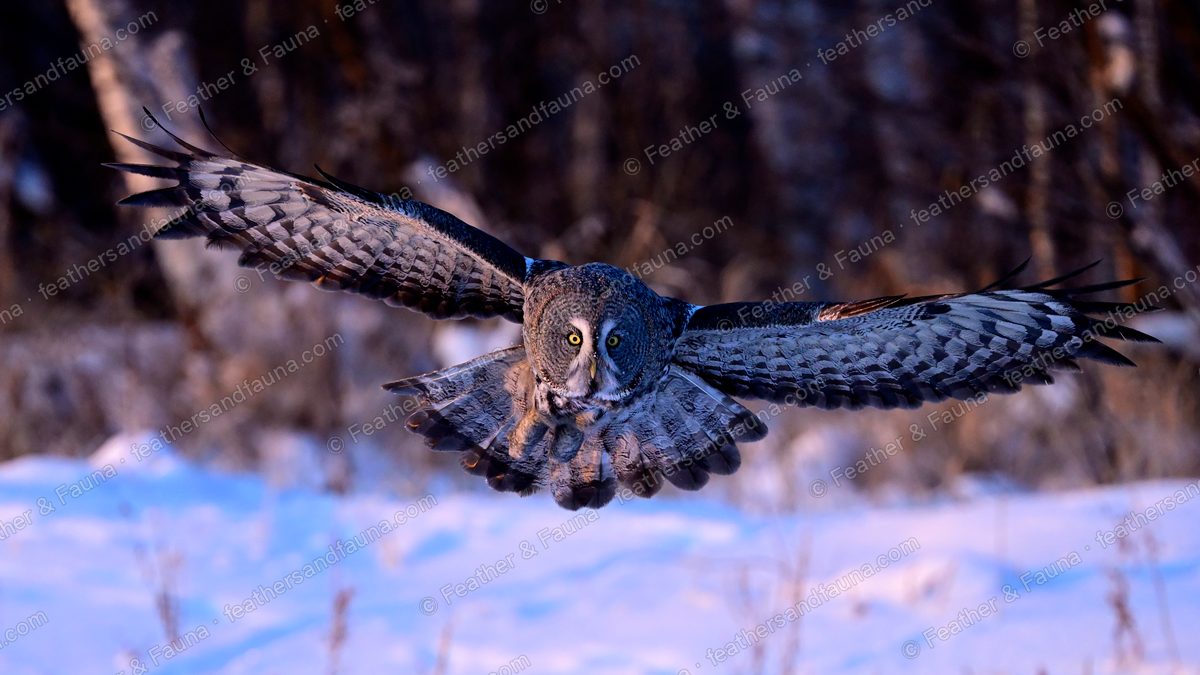 Great Grey Owl flying head-on with prey in its talons, wings spread over snow.