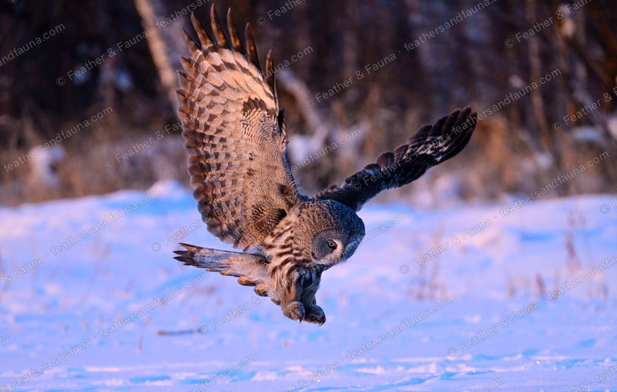Great Grey Owl diving head-down on prey with wings raised over snow.