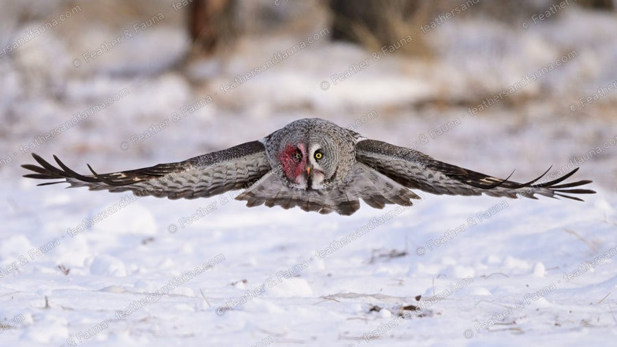 Great Grey Owl flying head-on very low over snow with wings fully spread.