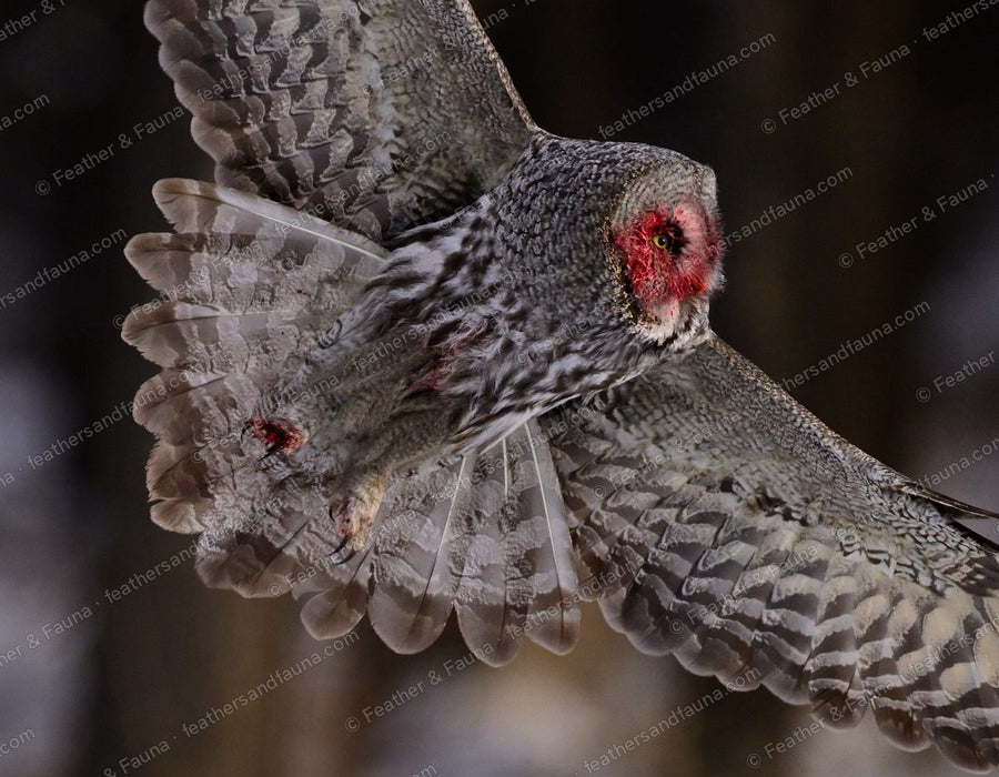 Great Grey Owl in flight from below, wings and tail spread, face turned down.