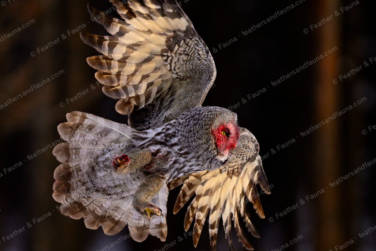 Great Grey Owl banking in flight with backlit wings and talons lowered.