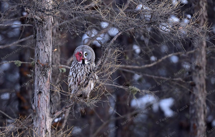 Great Grey Owl perched among the bare branches of a snowy larch tree.