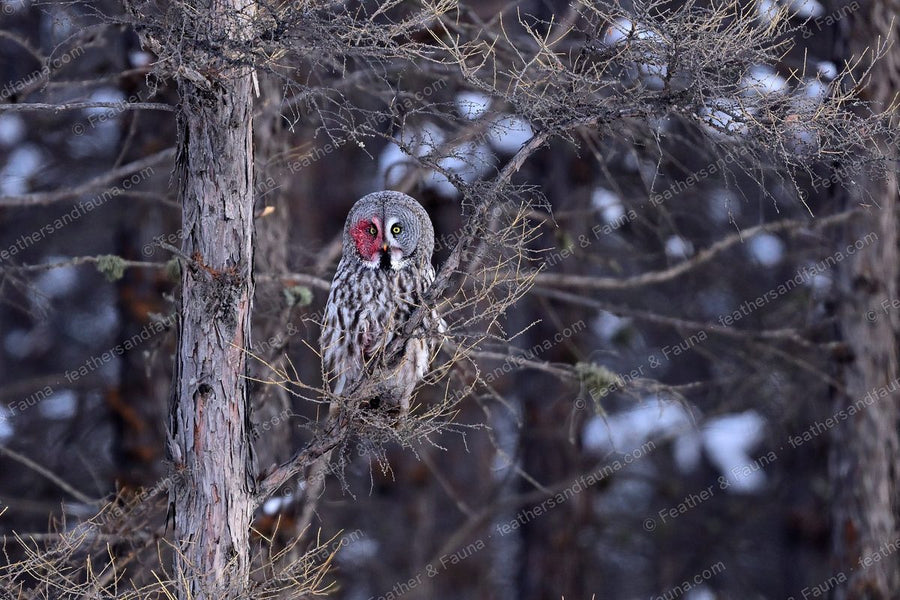 Great Grey Owl facing the camera from a snowy larch tree.