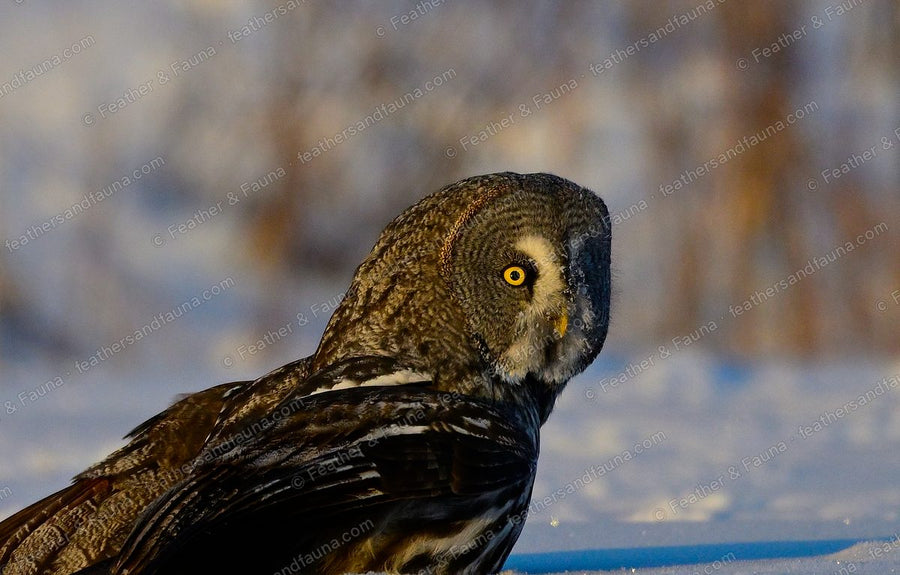 Head portrait of a Great Grey Owl on snow in warm sunset light.