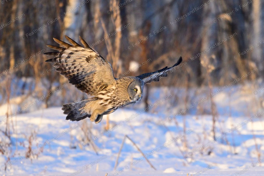 Great Grey Owl flying low over snow between birch trees in golden sunset light.