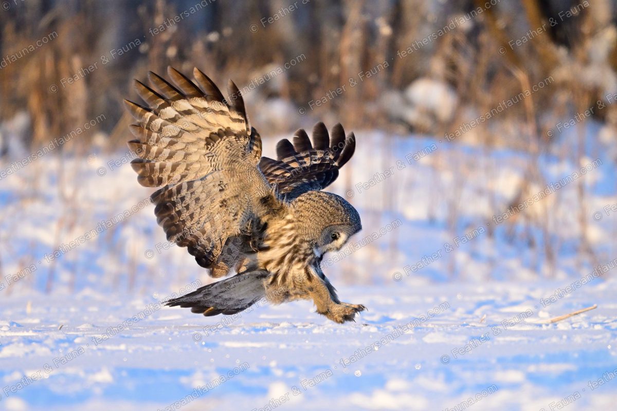 Great Grey Owl landing on snow with wings spread wide and talons reaching down.