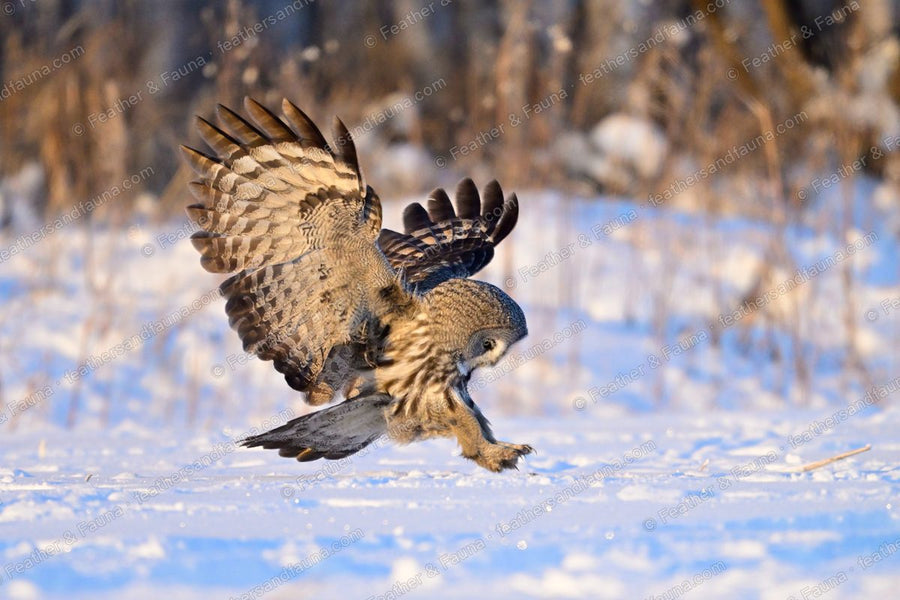 Great Grey Owl landing on snow with wings spread wide and talons reaching down.