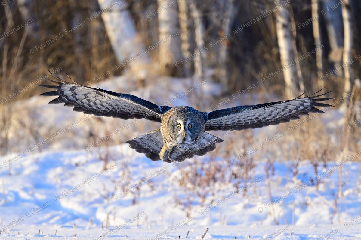 Great Grey Owl flying head-on low over snow with prey in its talons, wings fully spread.