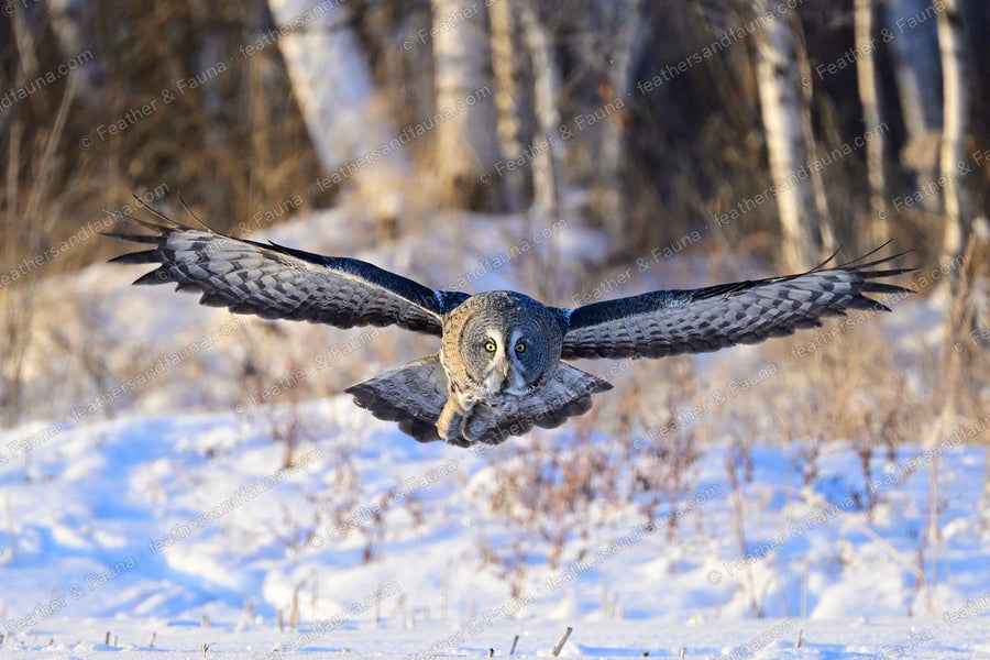 Great Grey Owl flying head-on low over snow with prey in its talons, wings fully spread.