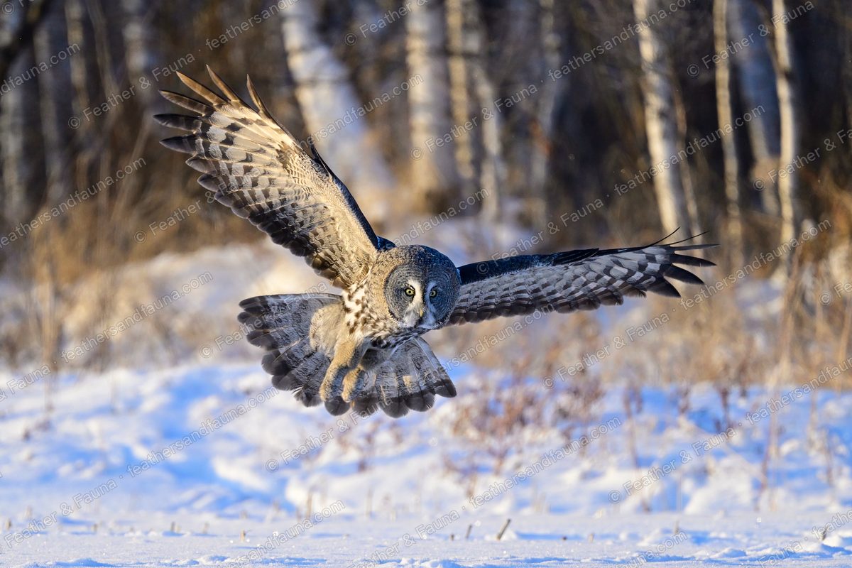 Great Grey Owl flying head-on low over snow with wings spread and talons dropped.