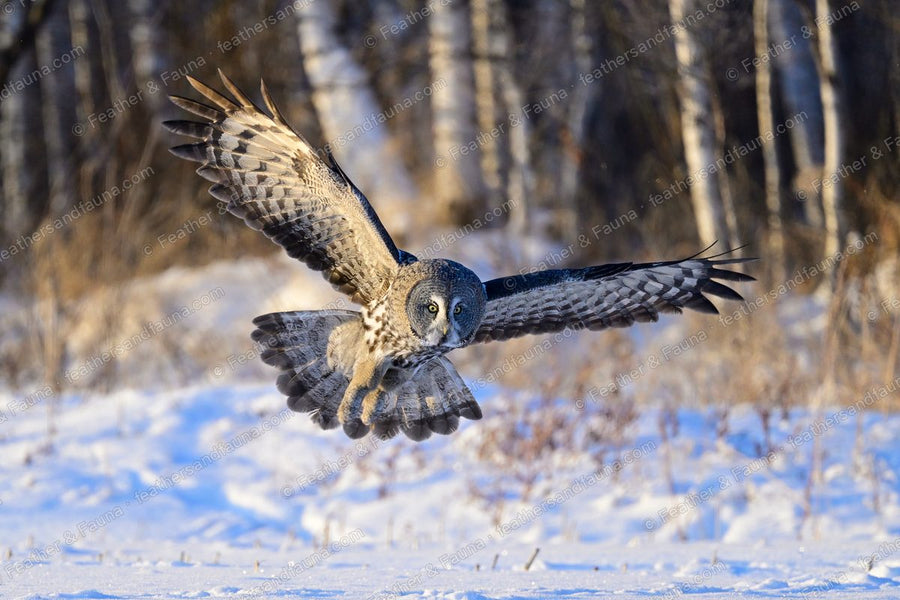Great Grey Owl flying head-on low over snow with wings spread and talons dropped.