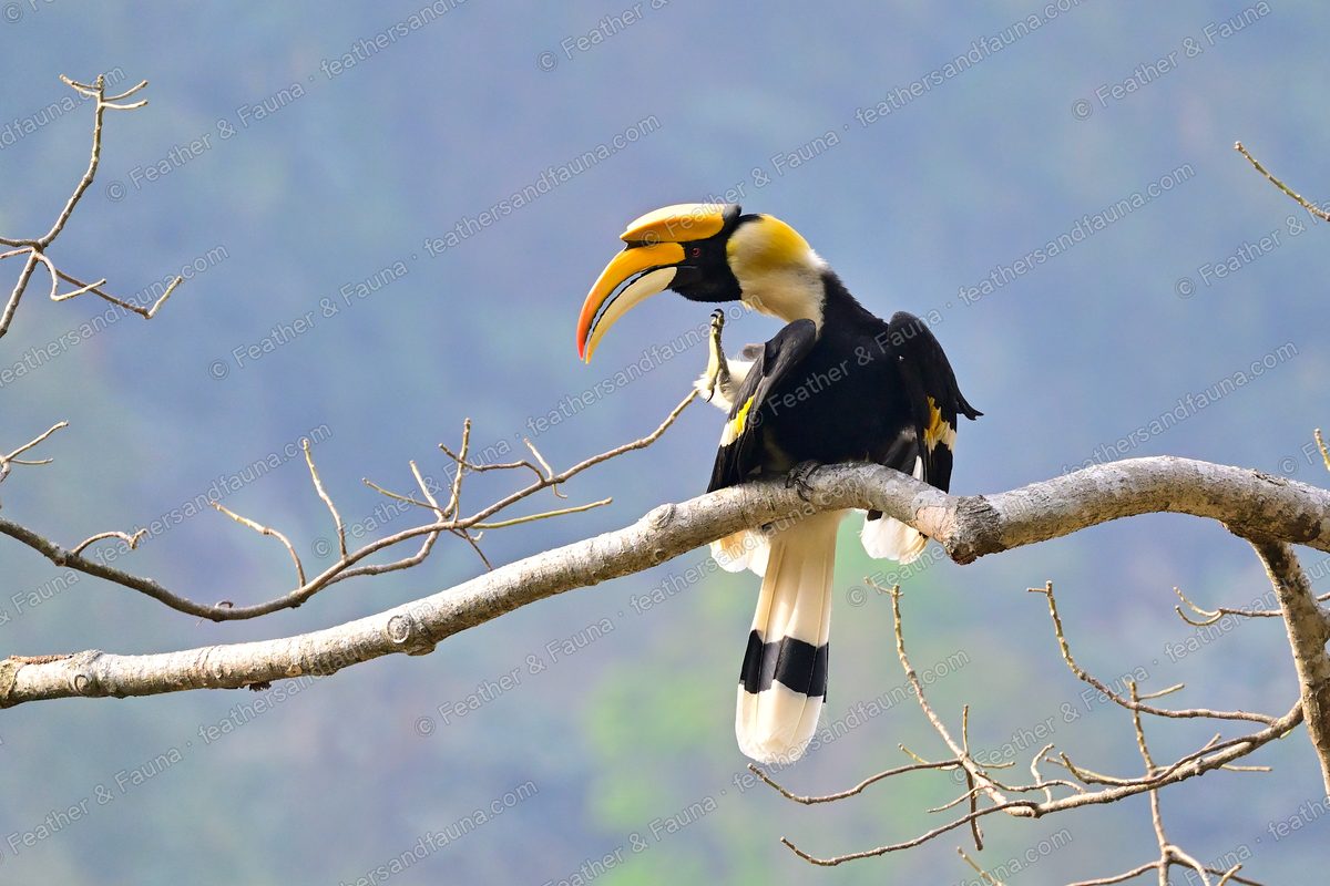 Great Hornbill with a huge yellow bill and casque preening on a bare treetop branch.