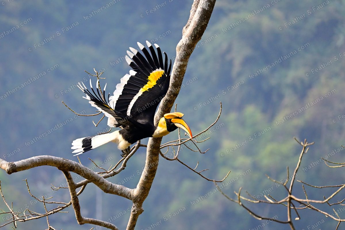 Great Hornbill launching from a branch with wings raised above forested hills.