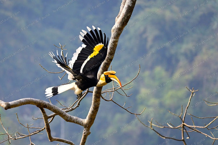 Great Hornbill launching from a branch with wings raised above forested hills.